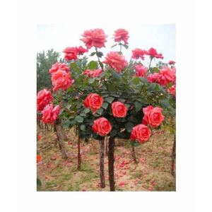 Husmah Rose Orange Tree Seeds