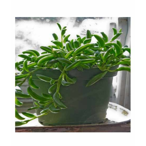 Husmah String of Banana Succulent Seeds