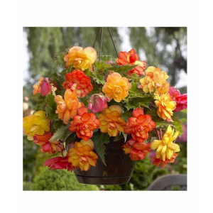 HusMah Begonia Flower Seeds- Yellow & Orange