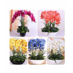 HusMah Bonsai Phalaenopsis Orchid Mix