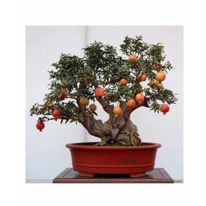 HusMah Bonsai Pomegranate Seeds