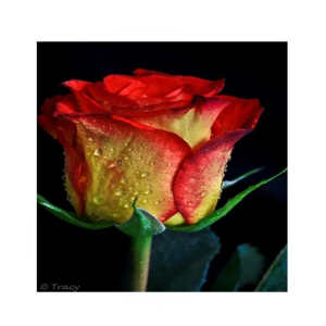 HusMah American Rare Yellow & Red Rose Seeds