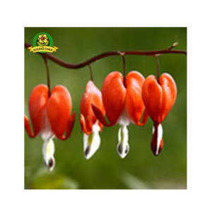 HusMah Bleeding Heart Flower Seeds Orange
