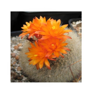 HusMah Bonsai Notocactus Graessneri Cactus Flower Seed Orange