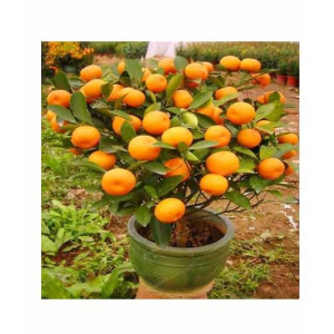 HusMah Bonsai Orange Fruit Tree Seeds