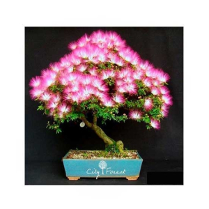 HusMah Bonsai Tree Pink Albizia Julibrissin Seeds