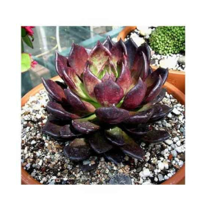 HusMah Chroma Succulent Seeds
