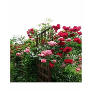 HusMah Climbing Rose Red & Pink Mix Flower Seeds