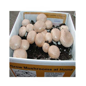 HusMah Cremini Mushroom Seeds