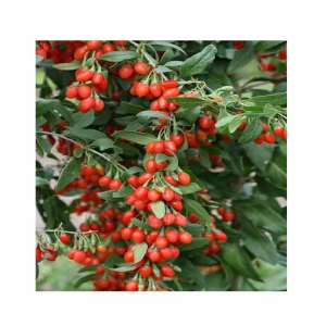 HusMah Goji Berry Fruit Tree Seeds