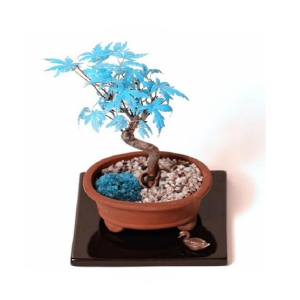 HusMah Japanese Blue Maple Bonsai Tree Seeds