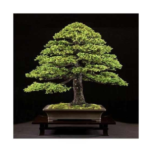 HusMah Japnaese White Spruce Pine