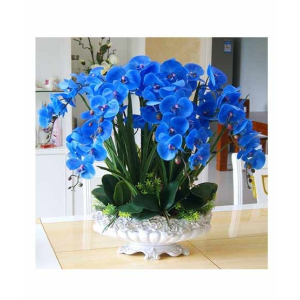 HusMah Phalaenopsis Blue Orchid Seeds