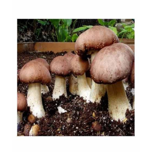 HusMah Portobello Mushroom Seeds
