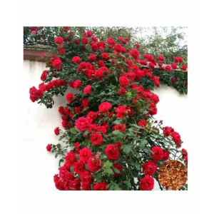 HusMah Rare Climbing Rose Seeds Red