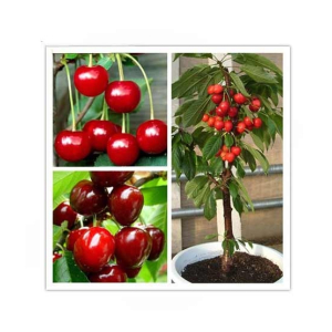 HusMah Rare Japanese Red Pink Cherry