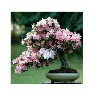 HusMah Rare Japanese Sakura Pink