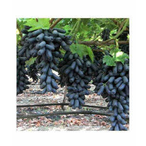 HusMah Rare Moon Drops Graps Seeds