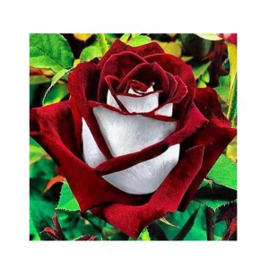 HusMah Rare Red & White Rose Seeds