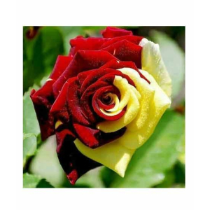 HusMah Rare Yellow & Red Rose Seeds