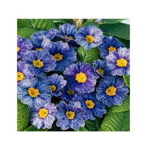 HusMah Rare Zebra Blue Primrose