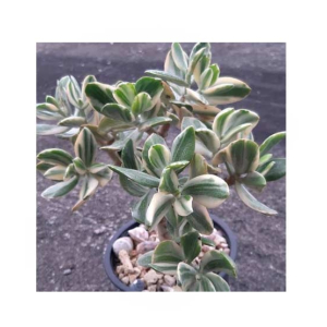 HusMah Variegated Jade Succulent Seeds