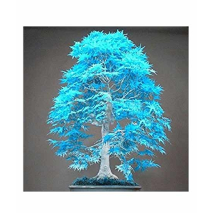 HusMah Japanese Blue Maple Bonsai Tree Seeds