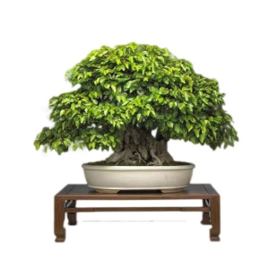 HusMah Mini Bonsai Korean Bornbeam Seeds