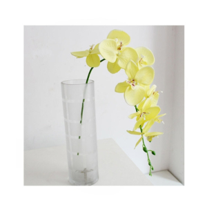 HusMah Phalaenopsis Orchid Seeds Yellow Home Gardening
