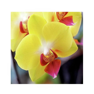 HusMah Phalaenopsis Orchid Yellow Pink Seeds