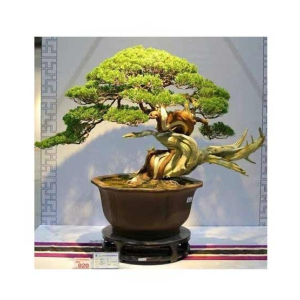 HusMah Rare Beautiful Juniper Bonsai Tree Seeds
