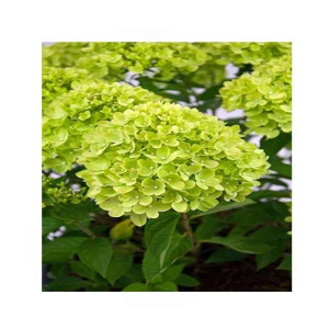 HusMah Rare Hydrangea Seeds Green