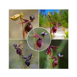 HusMah Rare Orchid Flying Duck