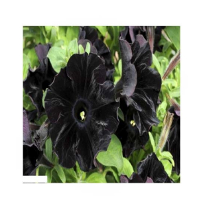 HusMah Rare Petunia Seeds Black