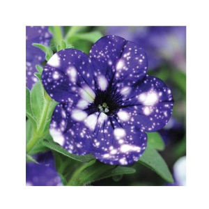 HusMah Rare Petunia Seeds Dark Blue