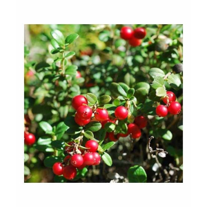 HusMah Rare Red Pearl Cherry Blossom seeds