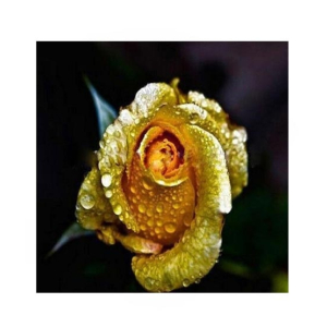 HusMah Rare Yellow Gold Rose Imported Seeds