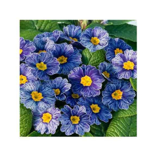 HusMah Rare Zebra Blue Primrose seeds