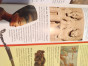 iShopping - 500 Questions and Answers For Animal Book