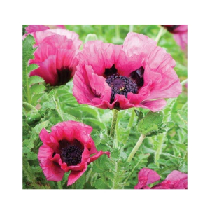 HusMah Rare Calla Lily Seed- Black