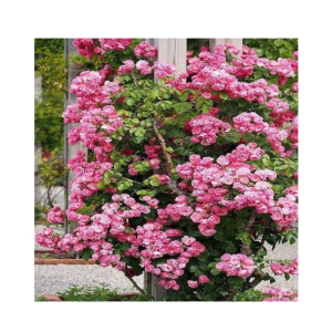 HusMah Climbing Pink Rose Seeds