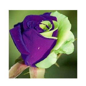 Husmah Blue Green Rose Seeds