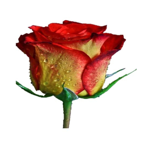 Husmah Red Yellow Rose Seeds