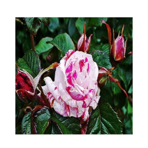 Husmah White Wild Rose Seeds
