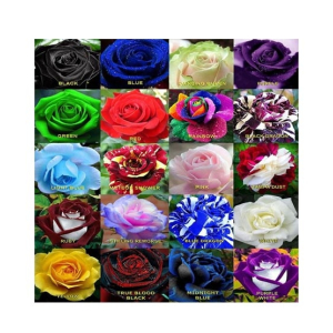 Husmah World's Rarest Rose Seeds- Mix