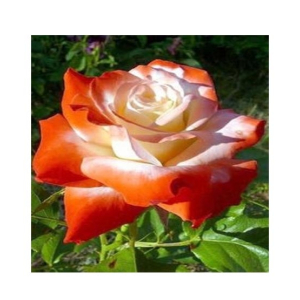 Husmah Orange Stifling Remorse Rose Seeds