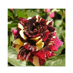 Husmah Maroon Dragon Rose Seeds