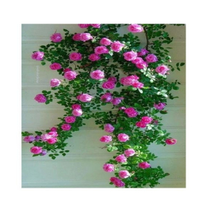 Husmah Blaze Climbing Pink Rose Seeds