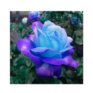 Husmah Blue Stifling Remorse Rose Seeds