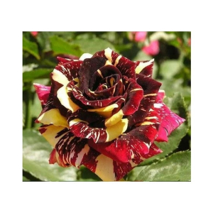 Husmah Maroon Metro Shower Rose Seeds